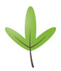 greenleaf2