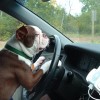 funny-animals-dogs-driving-cars-036