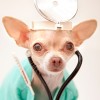 dog doctor